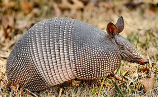 Illustration for article titled Armadillos, Leprosy, and... You?